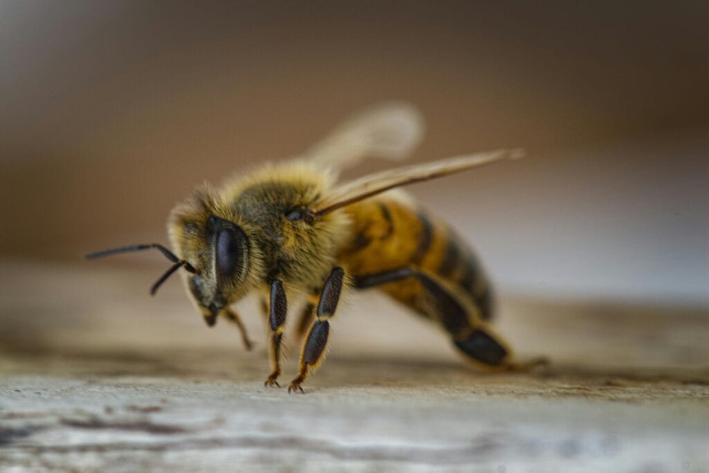 Detailed macro shot of a honey bee on a wooden surface, showcasing its intricate features.