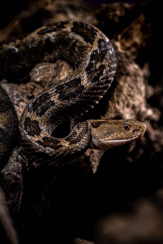 Detailed view of a snake on a log, highlighting its unique pattern and texture.